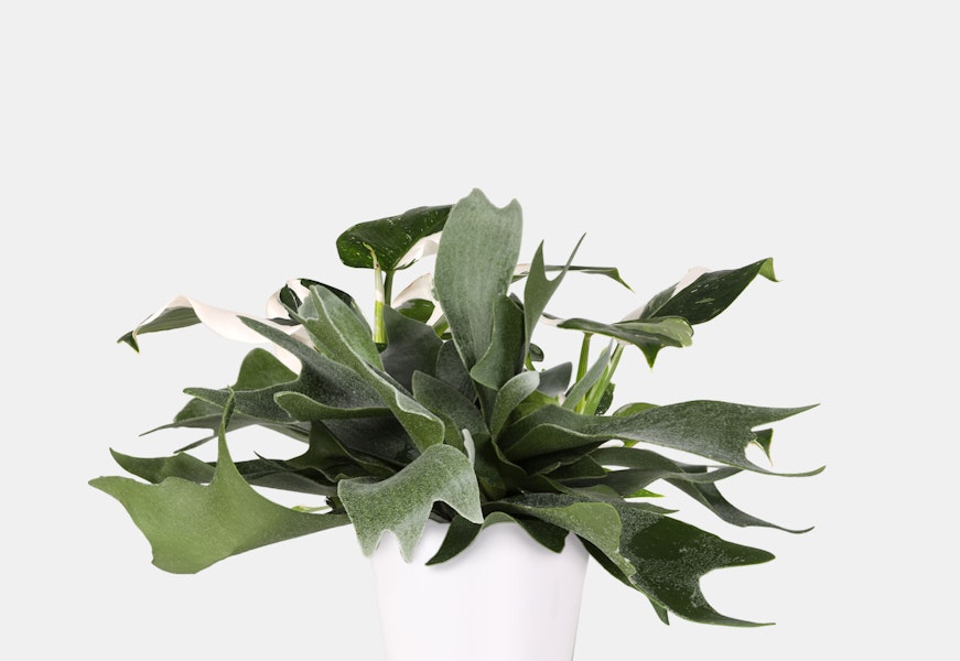 Lush green plant with distinctive wavy leaves in a minimalist white pot, adding elegance.