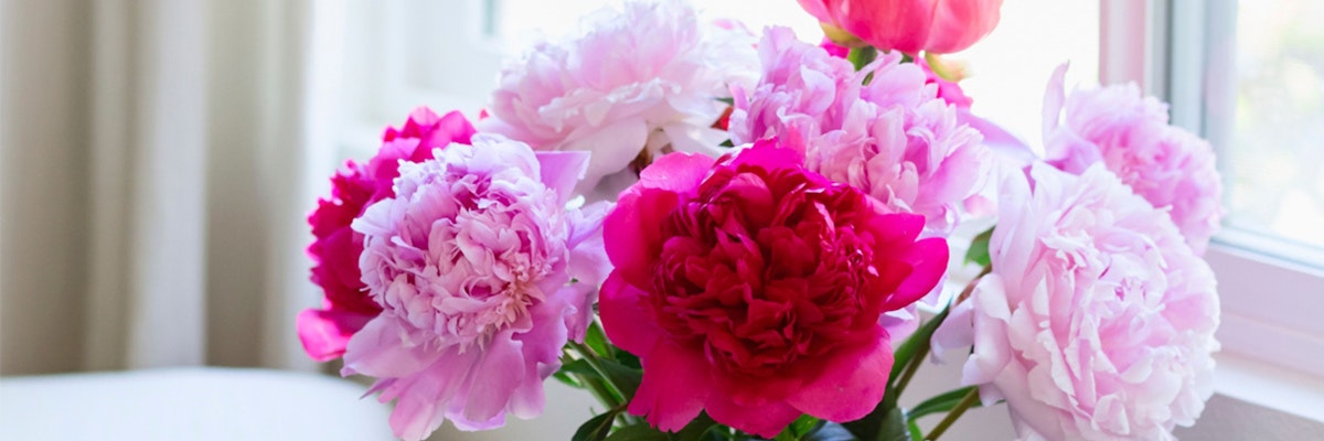 Vibrant peony bouquet in shades of pink and red, capturing elegance and beauty indoors.