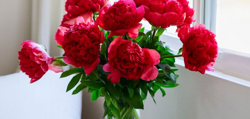 Vibrant red peony bouquet in a glass vase, adding elegance to any decor.
