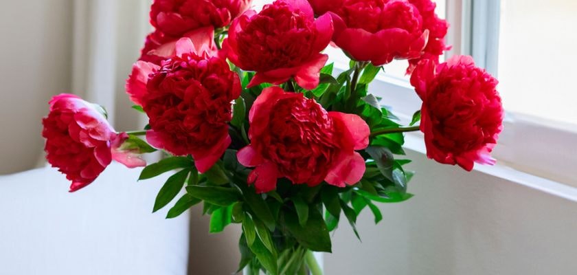 Vibrant red peony bouquet in a glass vase, adding elegance to any decor.