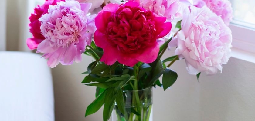 Vibrant peony bouquet with pink and red blooms in a clear glass vase, brightening any space.