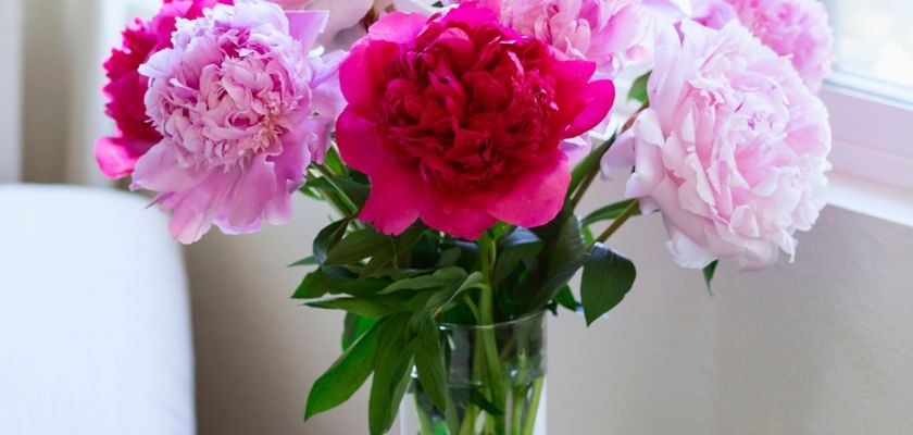 Vibrant peony bouquet with pink and red blooms in a clear glass vase, brightening any space.