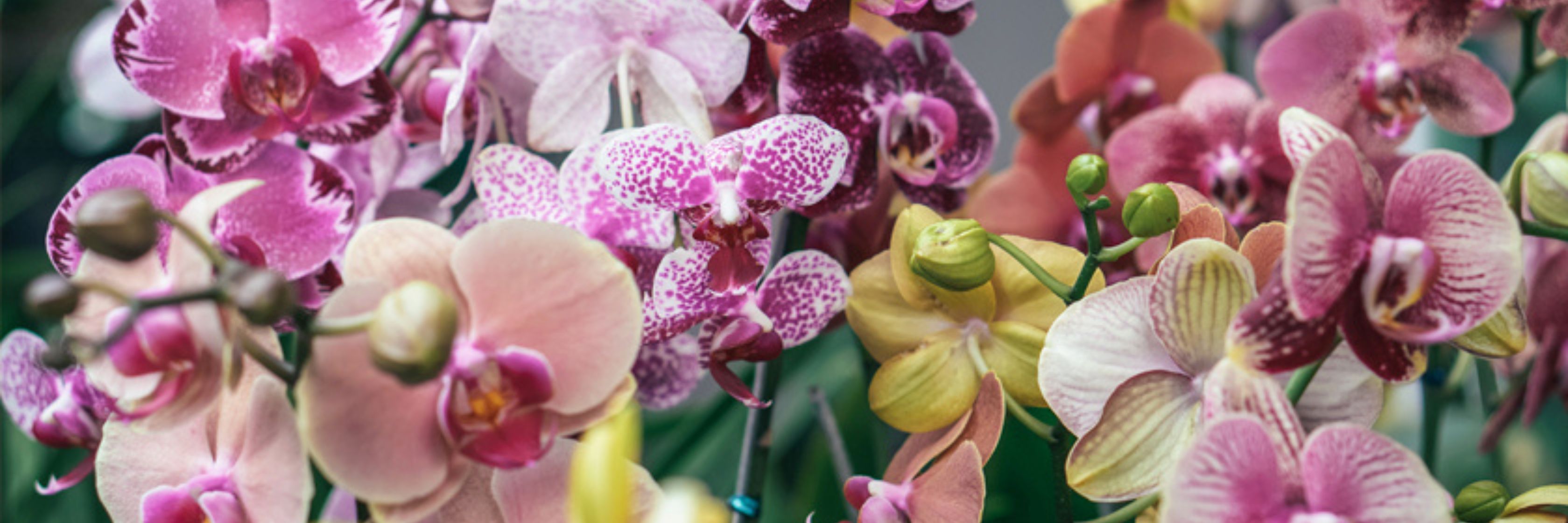 A vibrant display of colorful orchids in various shades, showcasing nature's beauty.