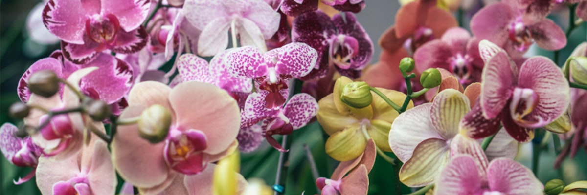 A vibrant display of colorful orchids in various shades, showcasing nature's beauty.