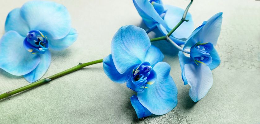 Delicate blue orchids with hints of vibrant blue hues, elegantly arranged on a soft background.