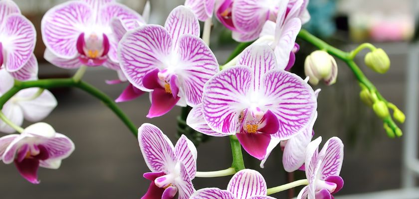 Beautiful orchids with striking pink and white petals, perfect for decoration and gifts.