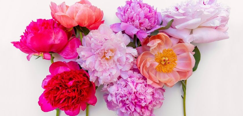 A vibrant assortment of peonies in pink, red, and lavender hues, perfect for any occasion.