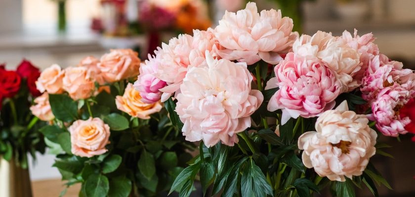 Elegant peonies and roses in soft pastel hues, perfect for any floral arrangement.