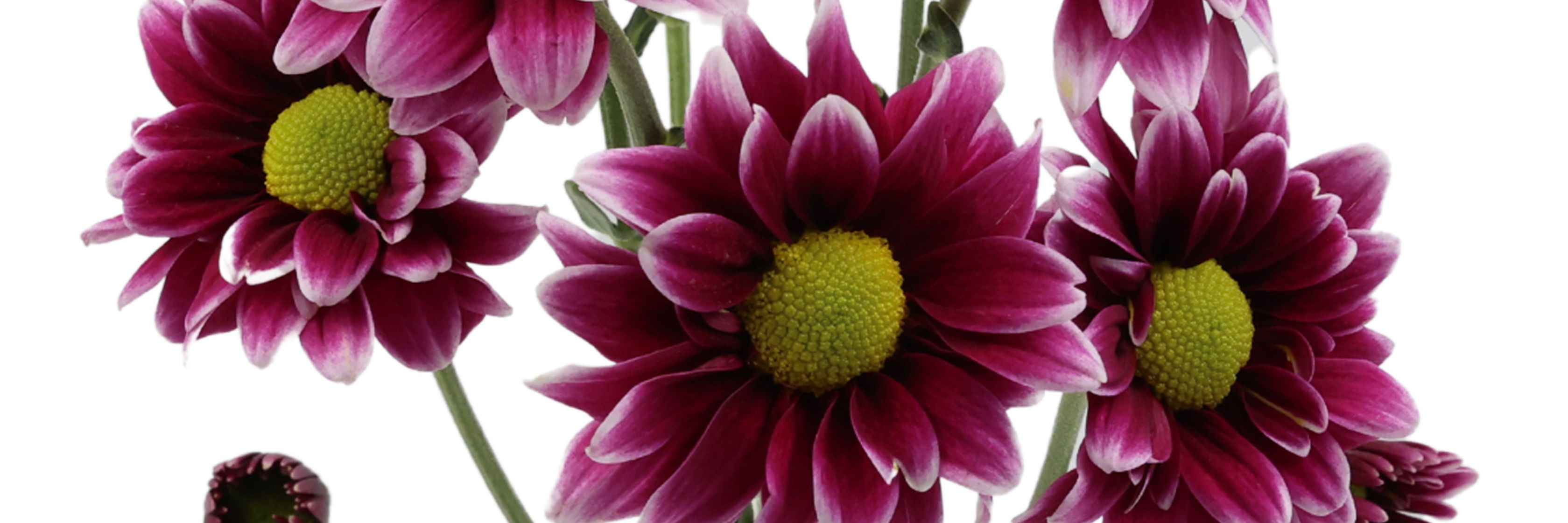 Vibrant purple daisies with striking yellow centers, perfect for brightening any space.