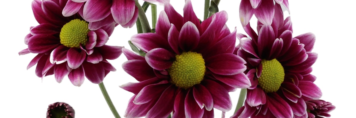 Vibrant purple daisies with striking yellow centers, perfect for brightening any space.