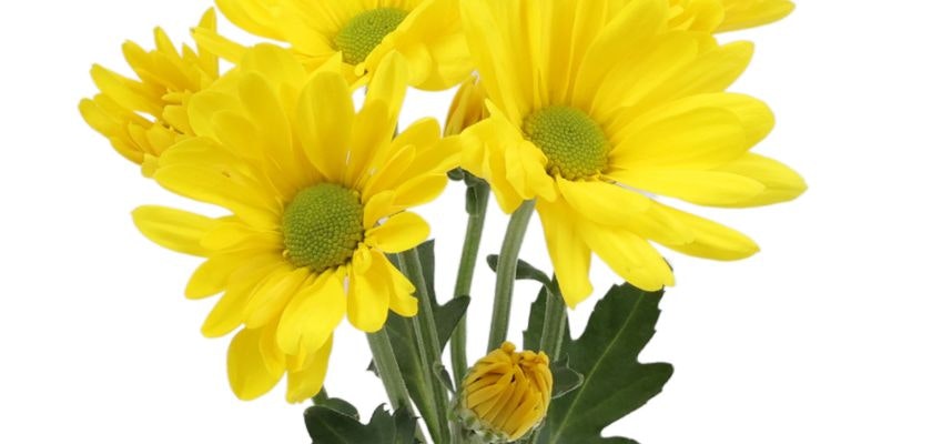 Bright yellow daisies with vibrant green centers, perfect for cheerful floral arrangements.