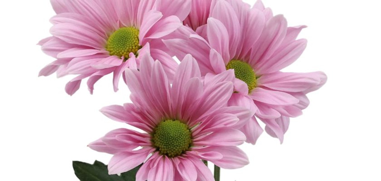 Delicate pink daisies with vibrant green centers, creating a cheerful floral display.