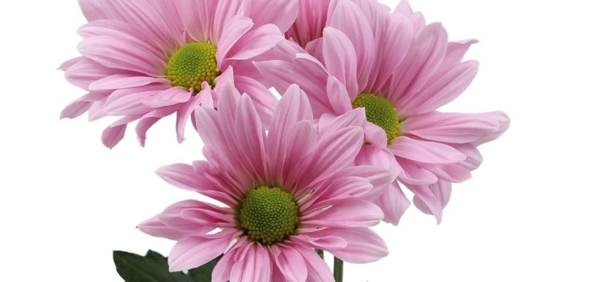 Delicate pink daisies with vibrant green centers, creating a cheerful floral display.