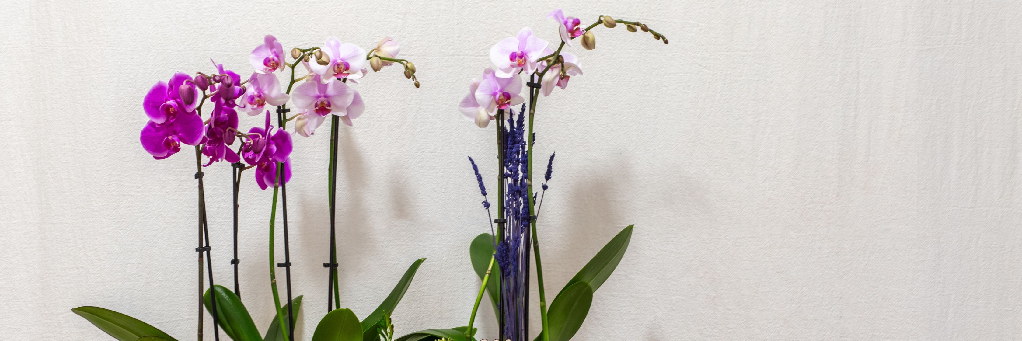 Elegant arrangement of purple orchids and greenery, perfect for any decor or gift.