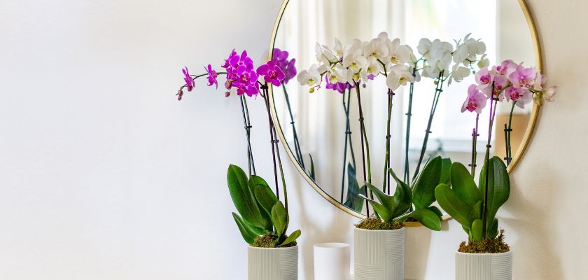 Elegant arrangement of vibrant orchids reflected in a stylish round mirror.