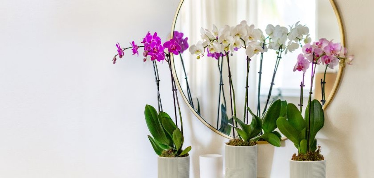 Elegant arrangement of vibrant orchids reflected in a stylish round mirror.