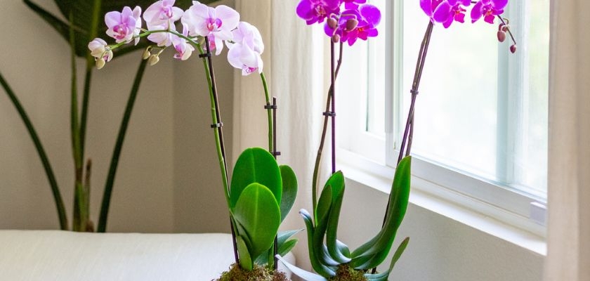 Elegant orchids in pink and white pots, brightening up a sunlit room by the window.