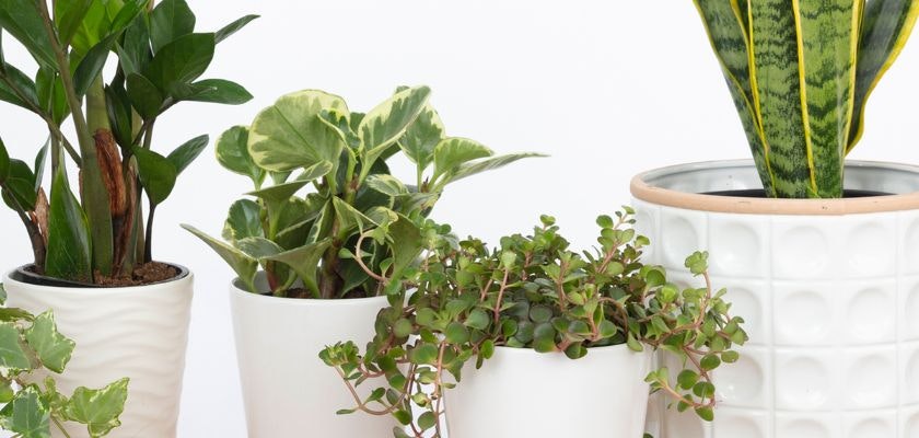A collection of vibrant indoor plants in stylish white pots, enhancing any space's decor.
