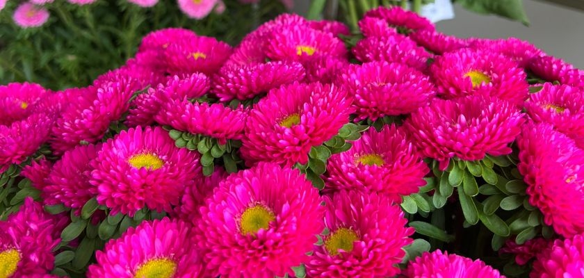 Vibrant pink asters in full bloom, showcasing lush green foliage for a stunning display.