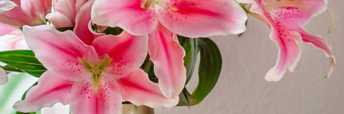 Delicate pink lilies in full bloom, creating a vibrant and elegant floral display.