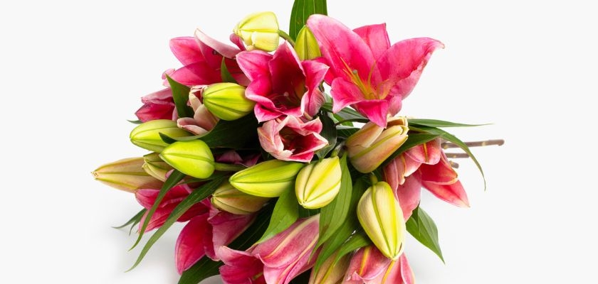 Vibrant pink lilies and unopened buds, beautifully arranged for any occasion.