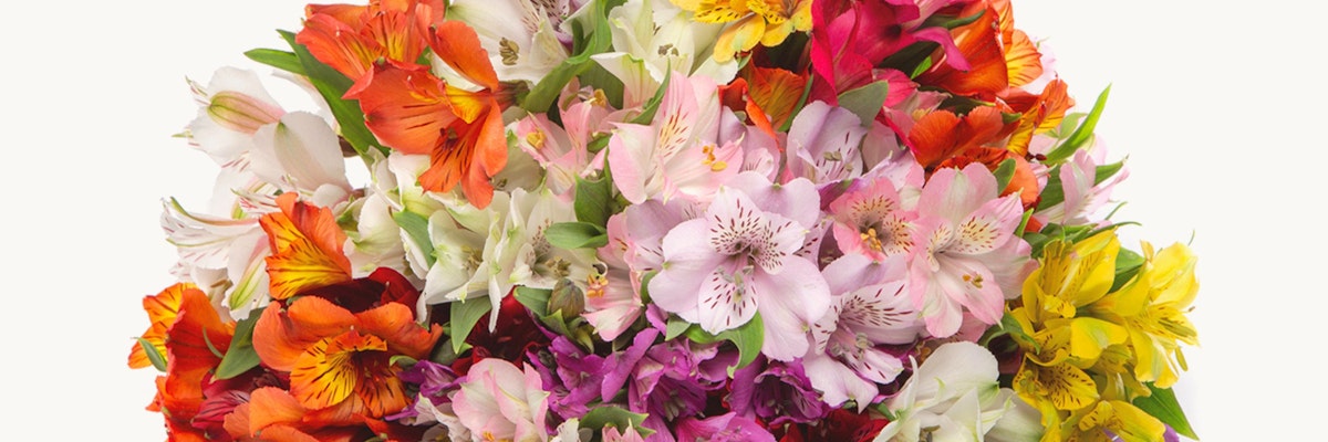 Vibrant bouquet of mixed alstroemeria flowers in various colors, perfect for any occasion.