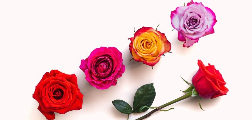 Vibrant assortment of freshly cut roses in various colors, perfect for any occasion.