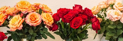 Rose Hybridization History & Modern Impact