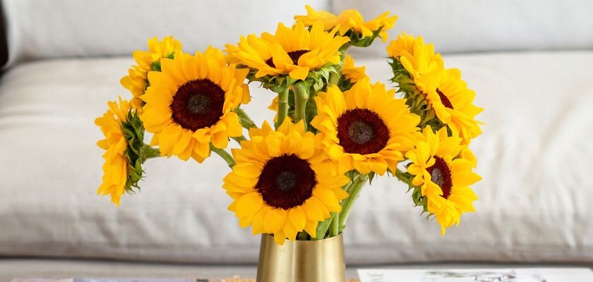 Vibrant sunflower bouquet in a golden vase, perfect for brightening any space.