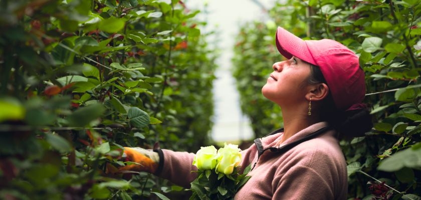 A woman in a pink cap tending to lush rose bushes, holding a bouquet of white roses.