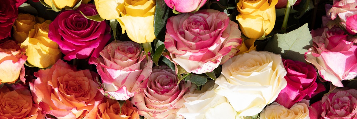Vibrant assortment of roses in shades of pink, yellow, and white, showcasing nature's beauty.