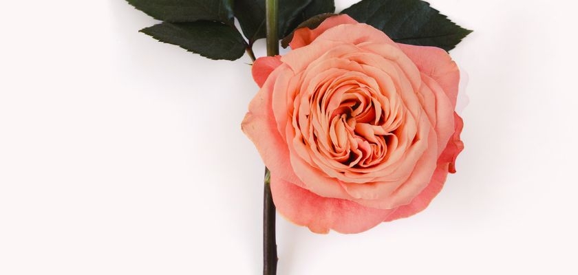 Soft peach rose with velvety petals and green leaves, perfect for elegant floral arrangements.