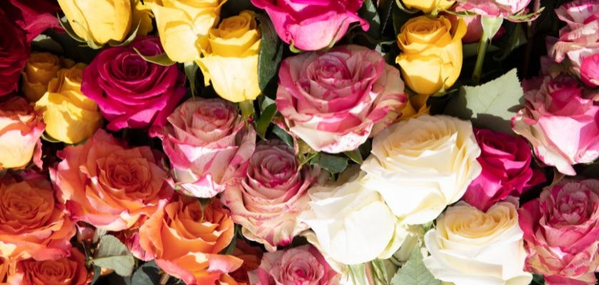 A vibrant assortment of colorful roses in shades of pink, yellow, and orange, beautifully arranged.