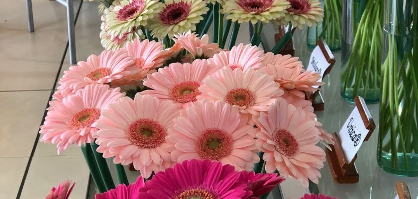 A vibrant display of pink and white gerbera daisies in a floral arrangement, perfect for events.