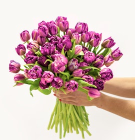 Vibrant bouquet of purple tulips, elegantly held, perfect for celebrations and gifts.