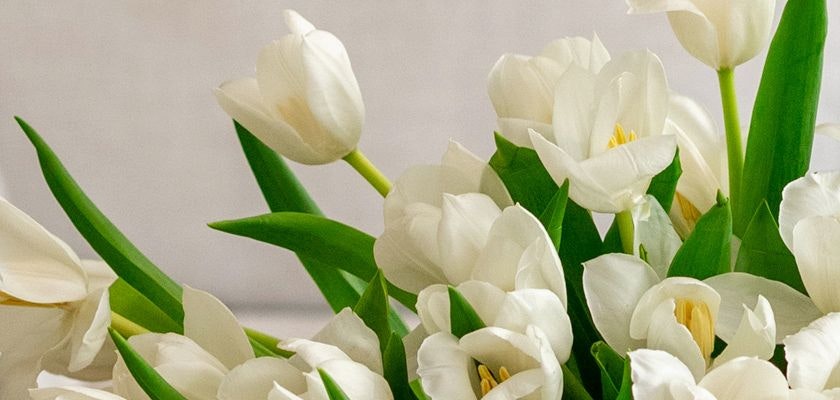 Elegant arrangement of white tulips paired with fresh green leaves, ideal for any event.