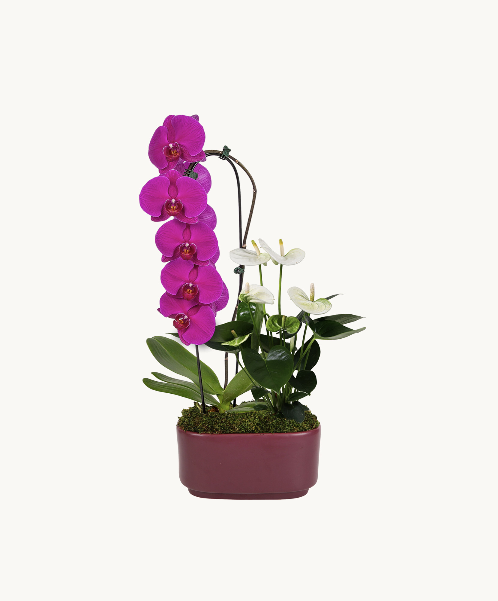 Vibrant pink orchids paired with elegant white blooms in a stylish pot arrangement.