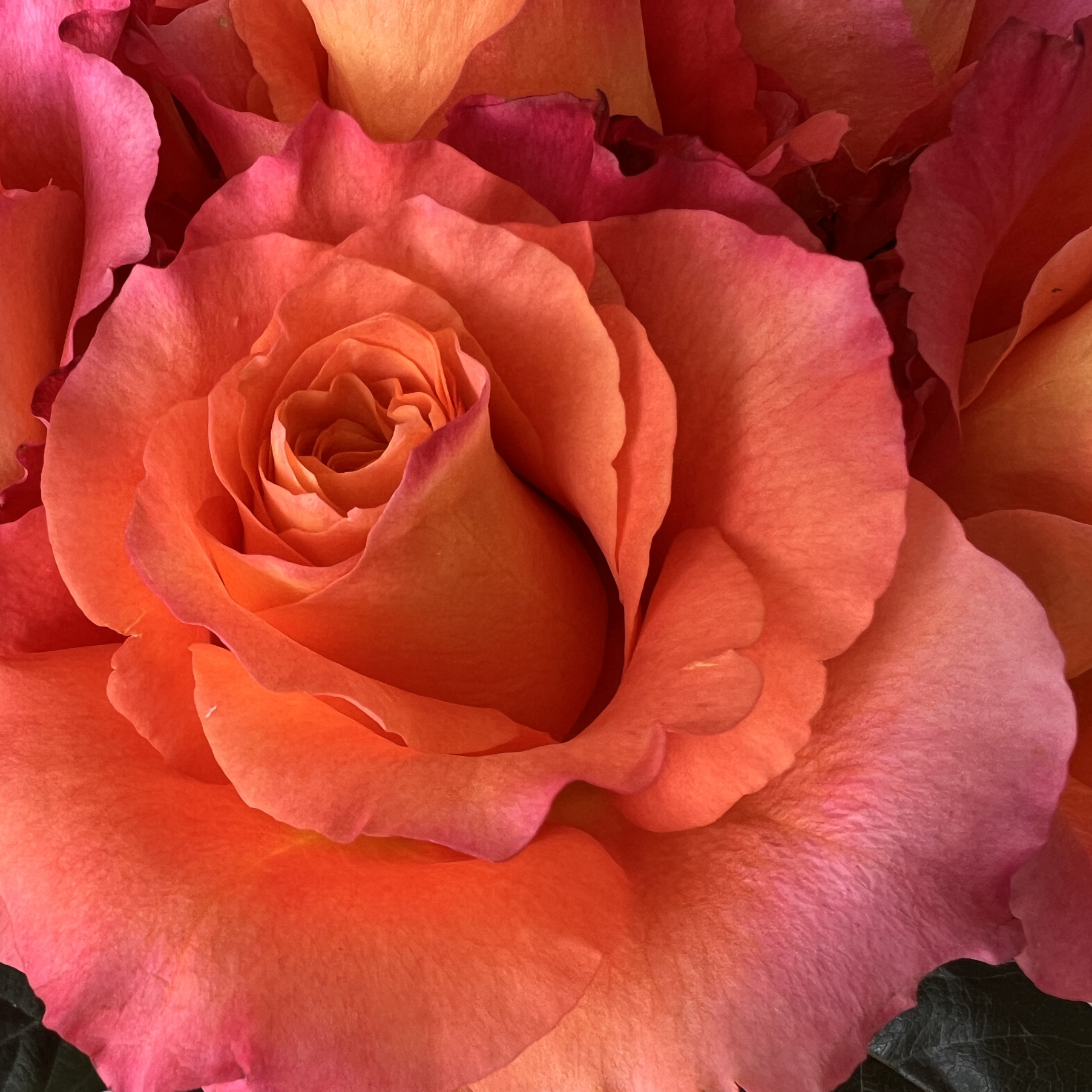 Monthly Rose Subscription - Fresh Roses | BloomsyBox
