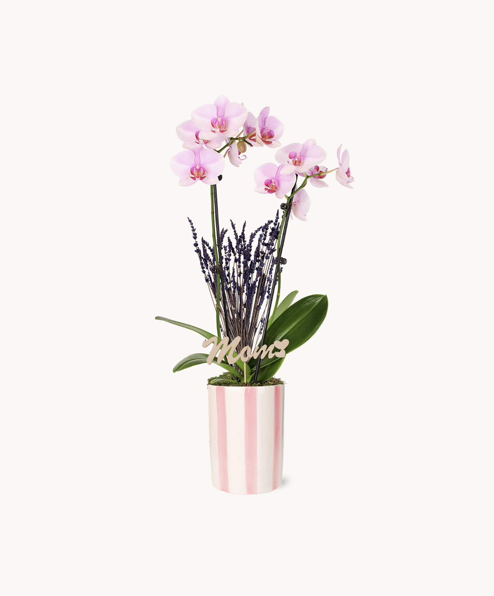 Elegant pink orchids in a striped pot, complemented by lavender accents for a charming look.