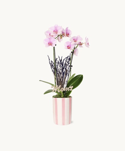 Elegant pink orchids in a striped pot, complemented by lavender accents for a charming look.