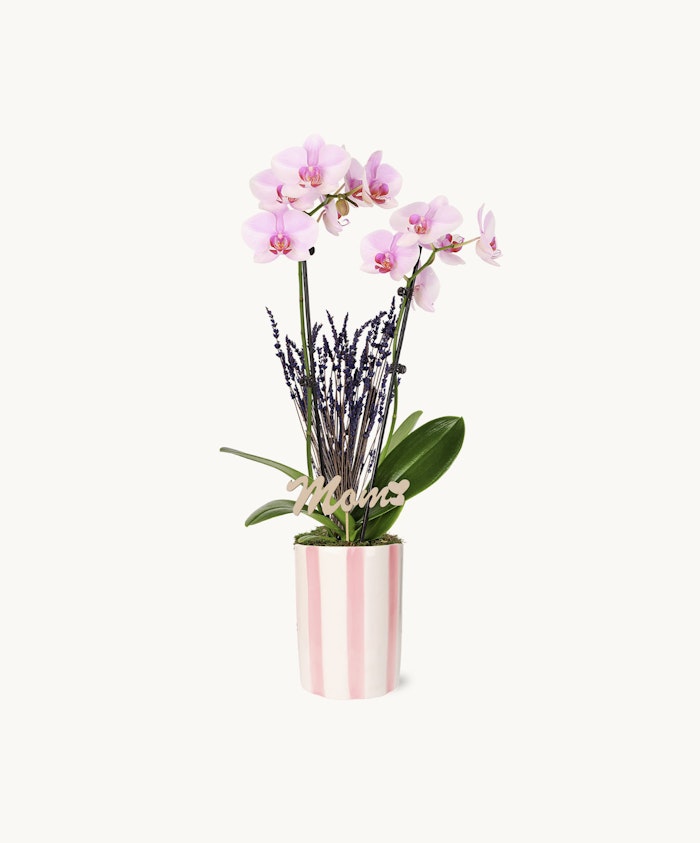 Elegant pink orchids in a striped pot, complemented by lavender accents for a charming look.