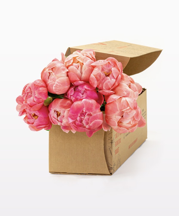 Coral Peonies Box