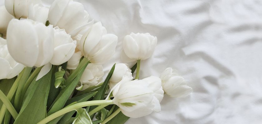 Fresh white tulips elegantly arranged with vibrant green leaves on a soft backdrop.