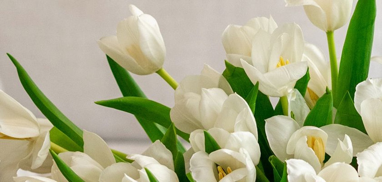 Elegant white tulips bursting with vitality, surrounded by fresh green leaves.