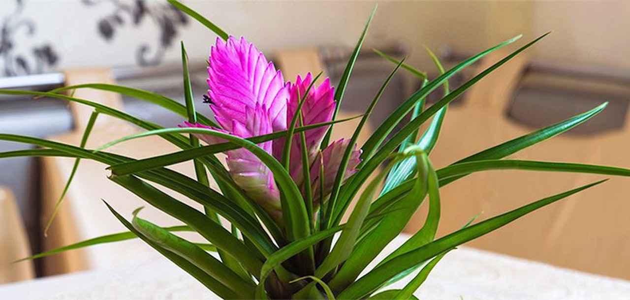 Vibrant pink flowering plant with lush green leaves in a stylish indoor setting.
