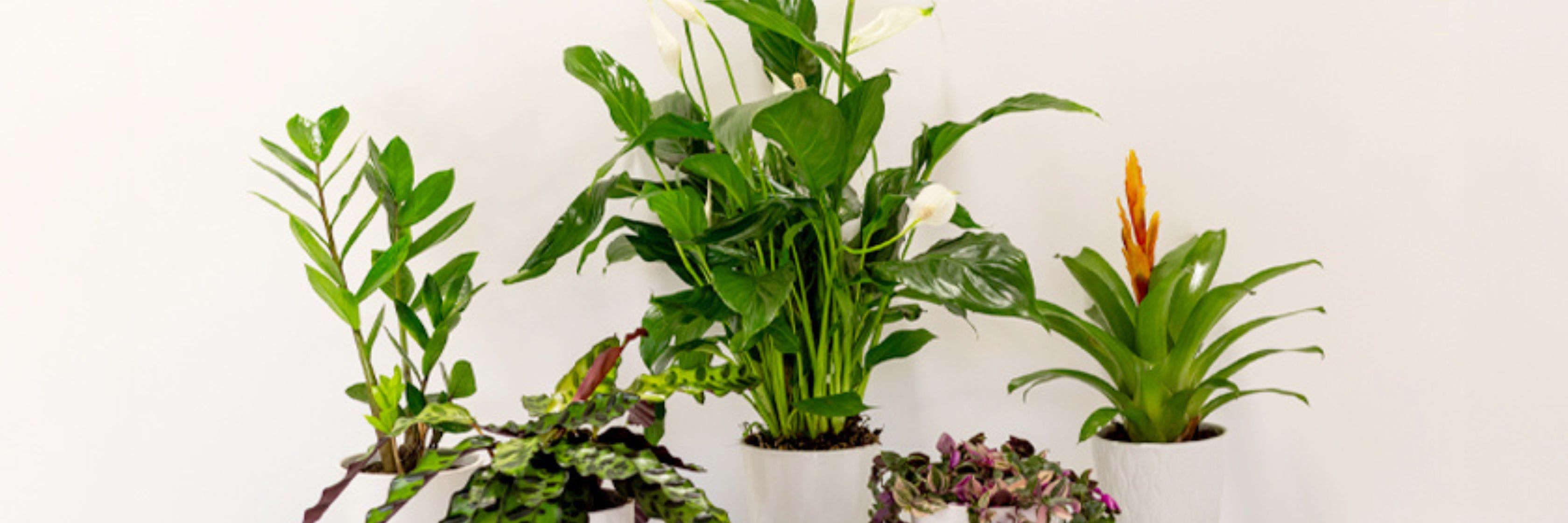 Charming indoor plants in elegant white pots, enhancing any home decor beautifully.