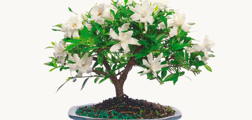 Elegant bonsai tree with lush green leaves and fragrant white flowers, showcasing nature's beauty.
