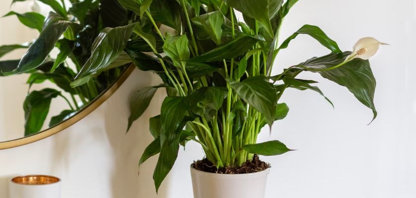 A lush peace lily plant in a white pot, enhancing a stylish interior decor.