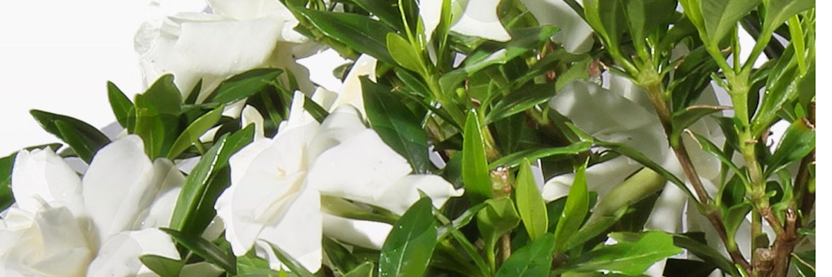 Luxurious white gardenias surrounded by lush green leaves, ideal for elegant floral displays.