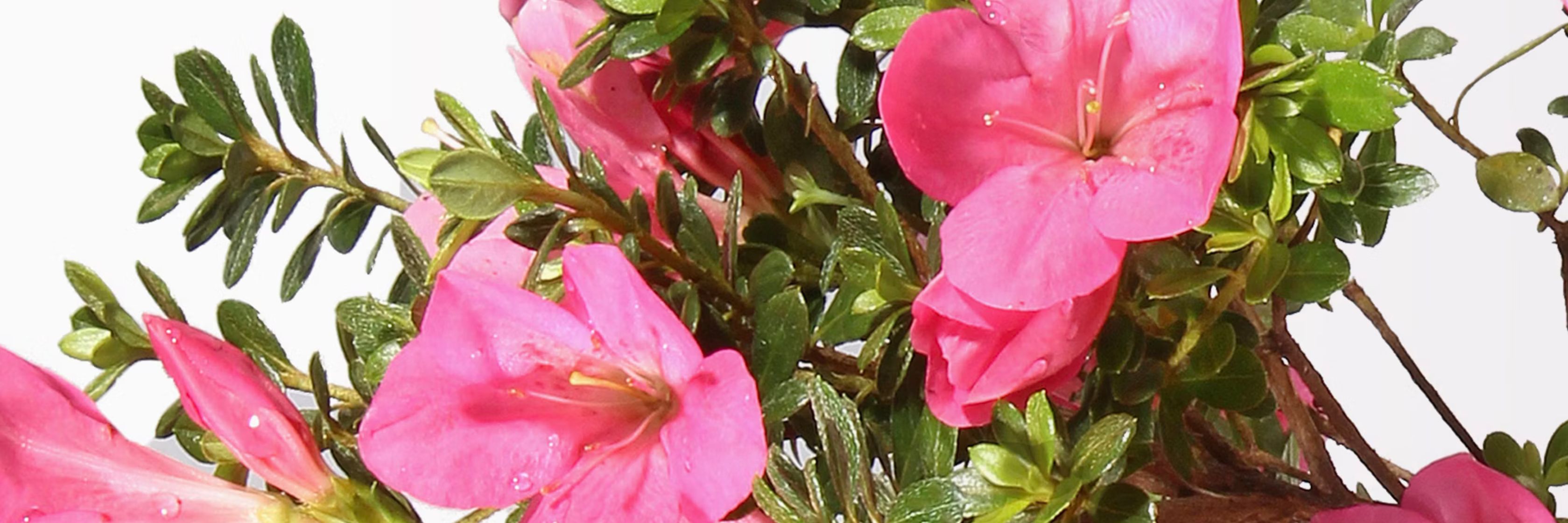 Vibrant pink flowers with lush green foliage, perfect for brightening any space.